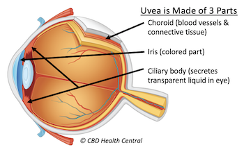 Uvea Eye Anatomy